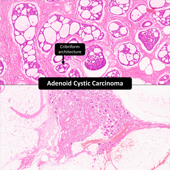 DrCycloPath tweet picture