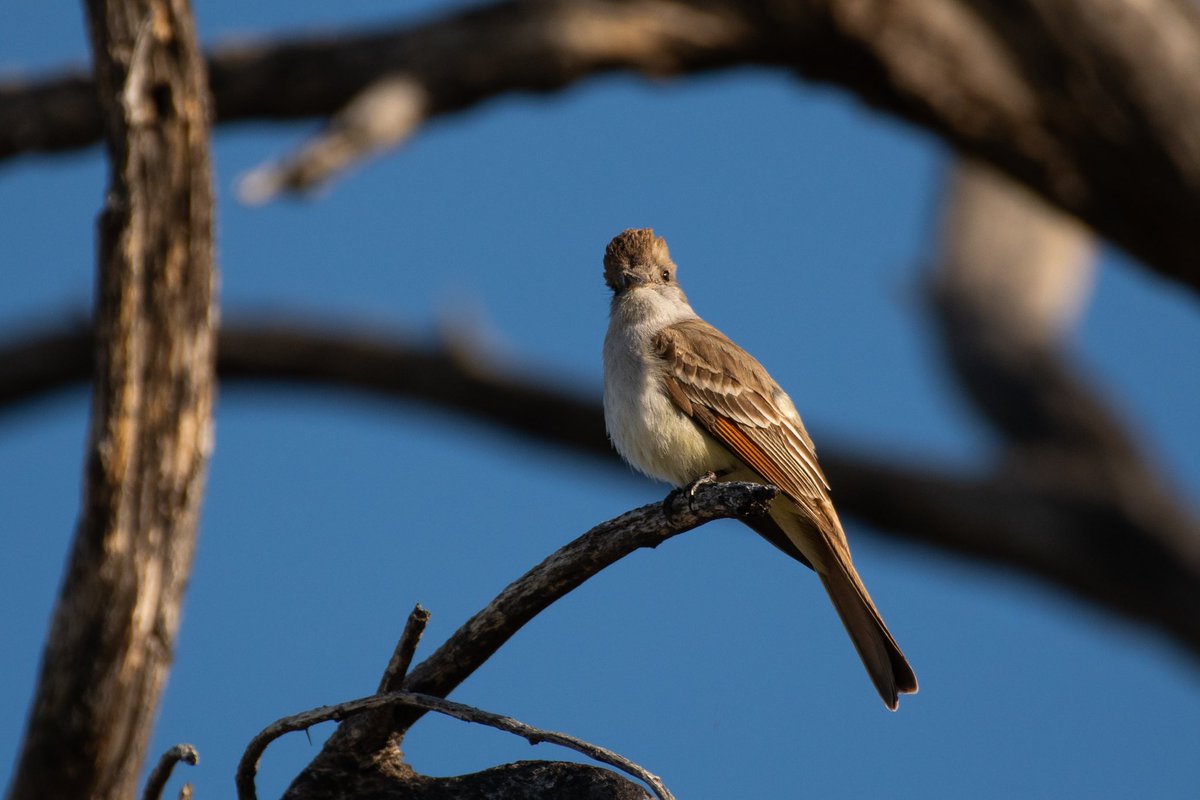 An Ash Throated Flycatcher studying me, studying it. 

📷 Nikon D500
🔭 Nikon 200-500mm 5.6
📍 Isabella Lee Natural Preserve

#birding #tucson #arizona