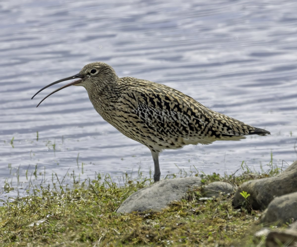 Song Thrush & Curlew close ups at Nosterfield Nature Reserve nr Ripon today @nybirdnews @NosterfieldLNR