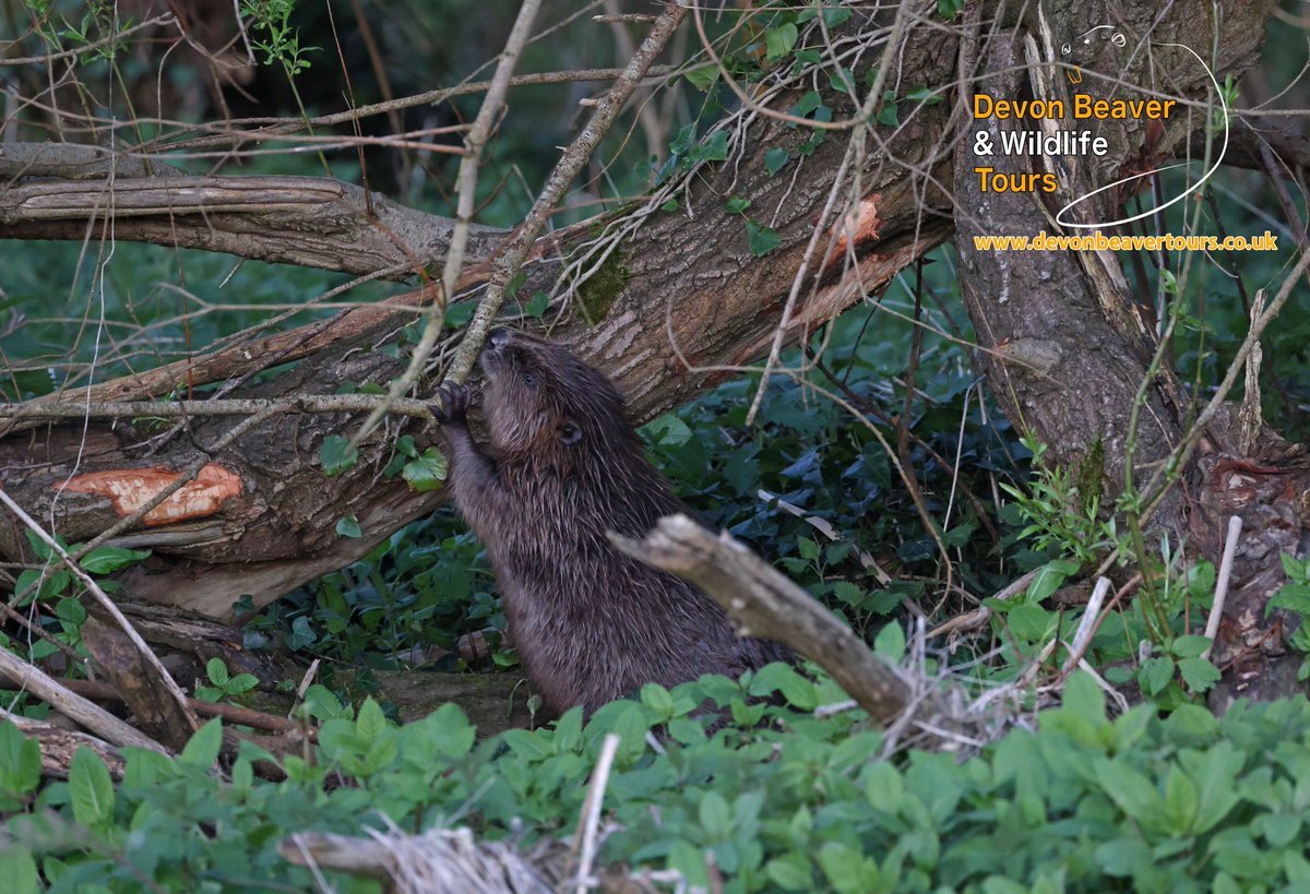 DevonBeavers's tweet photo. We have been having some great beaver encounters during our evening walks this month. Still places available for the coming months, so why not come and join us! https://t.co/vj5ycbZLXh