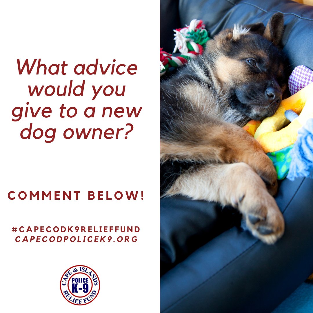 If you've been a dog owner for years, your experience & wisdom is invaluable! 
🐾Share your tips with new dog owners in the comments! 🐾

#capecodk9relieffund #retiredk9life
#workingdogs #retiredpolicedogs #retiredk9s #dogsarefamily