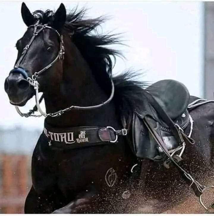 حضرت خالد بن ولیدؓ کے انتقال کی خبر جب مدینہ منورہ پہنچی تو ہر گھر میں کہرام مچ گیا ۔ 
جب حضرت خالد بن ولیدؓ کو قبر میں اتارا جارہا تھا تو لوگوں نے یہ دیکھا کہ آپؓ کا گھوڑا ’’اشجر‘‘ جس پر بیٹھ کے آپ نے تمام جنگیں لڑیں ، وہ بھی آنسو بہارہا تھا ۔ 
حضرت خالد بن ولیدؓ کے ترکے میں صرف