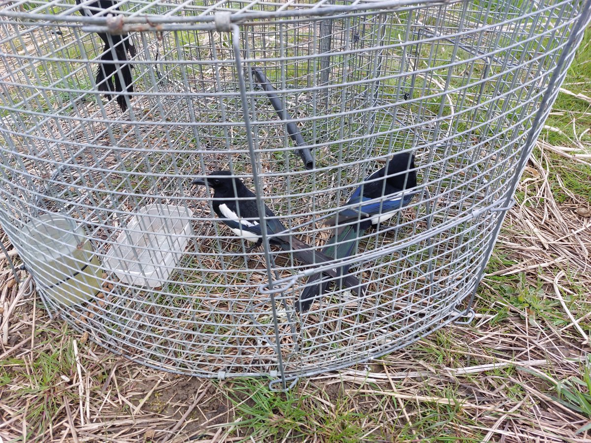 Banjo dog tweet media