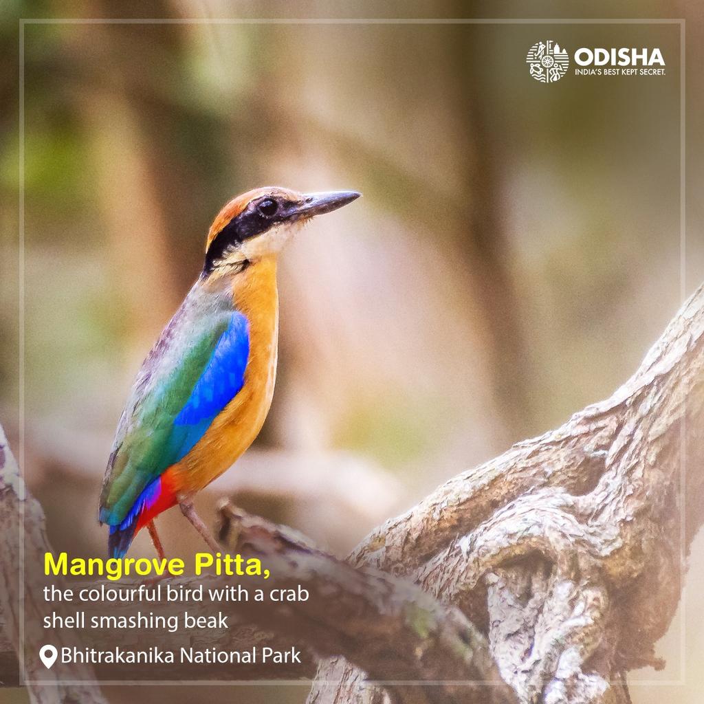 With the latest census ushering in the good news of a thriving Mangrove Pitta population in Bhitarkanika National Park,  this is the right time to catch these colourful birds in all their glory. Bhitarkanika beckons!

📸 Bibek Bibhupada 

#BirdsOfChilika #OdishaTourism