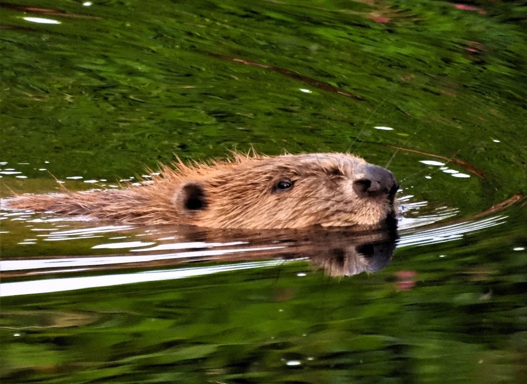 @SteveReedMP In Beavers, we trust 🦫