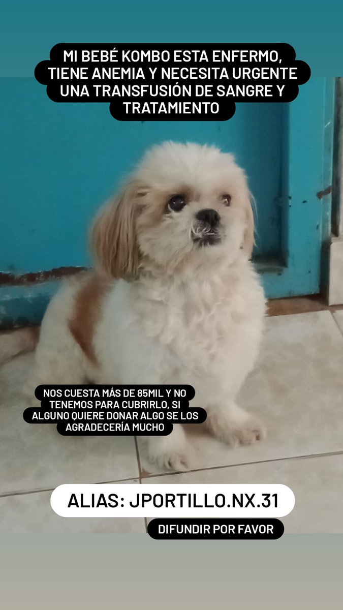 holis Kombo es mi perro, lo adopté en 2021 cuando murió su dueño y trajo mucha alegría a toda mi famila y una nueva luz a nuestro hogar 🥹 hoy está enfermito y lamentablemente no podemos pagar los altos costos del tratamiento. Si no pueden donar, les agradecería un rt 🙏