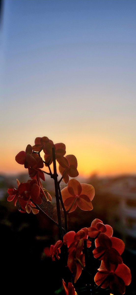 Muhteşem orkidelerimle akşamı karşıladık 🌸❤️