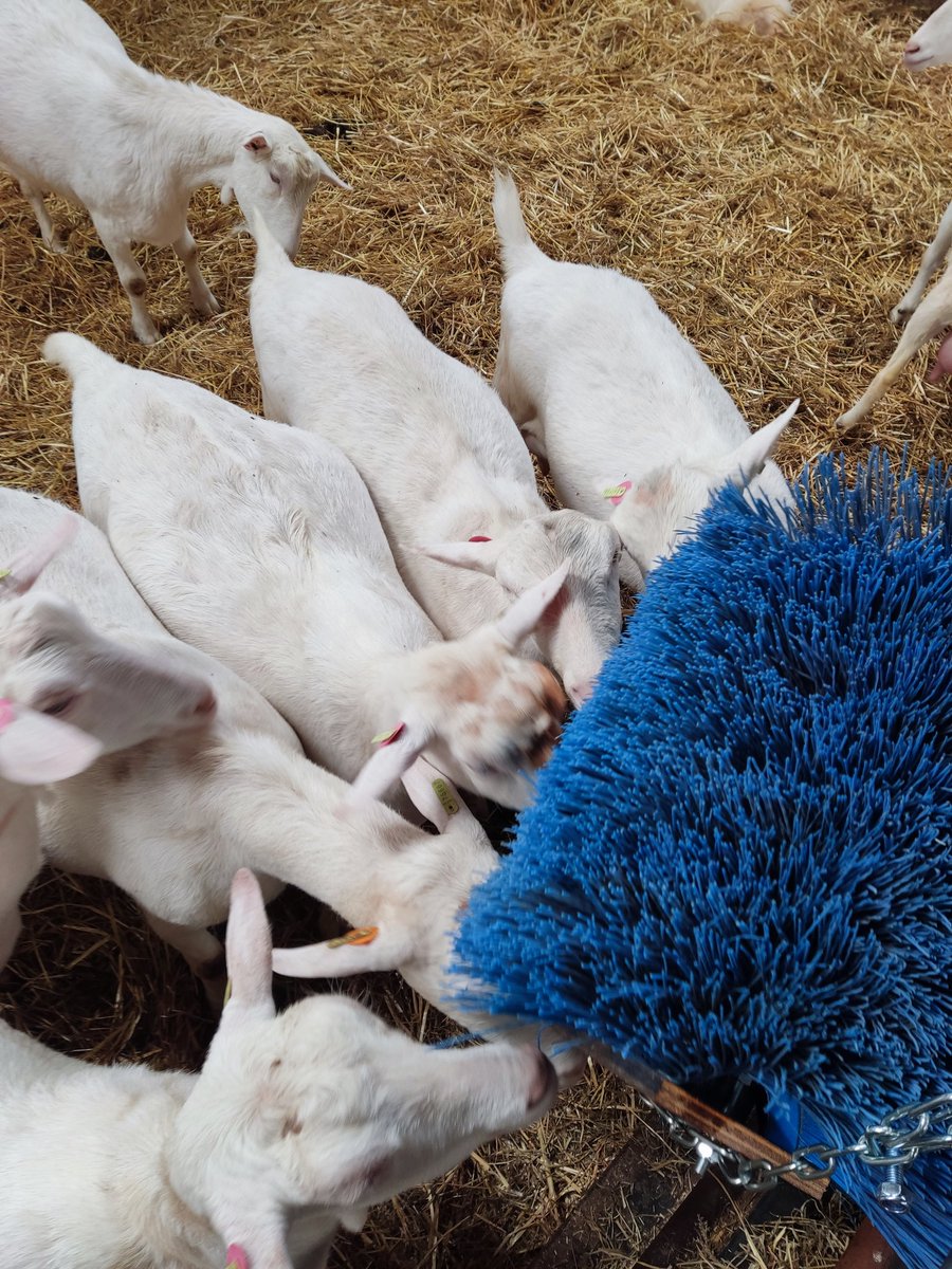 jennifer_beek's tweet photo. Een borstel in de geitenstal, interessant maar ook fijn dat gekriebel
#melkgeiten #geitenhouderij #dierenwelzijn #hetblijvengeiten... https://t.co/KubG4SX1ZR
