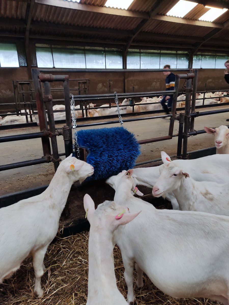 Een borstel in de geitenstal, interessant maar ook fijn dat gekriebel
#melkgeiten #geitenhouderij #dierenwelzijn #hetblijvengeiten...