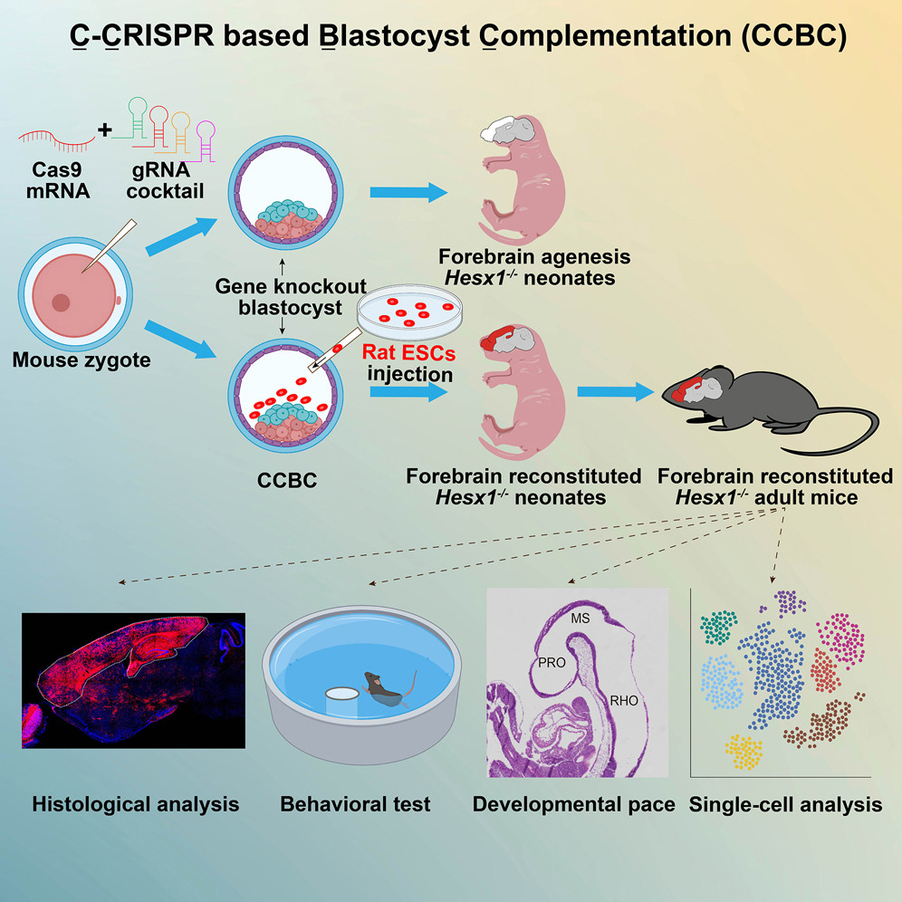 Cell Press tweet media