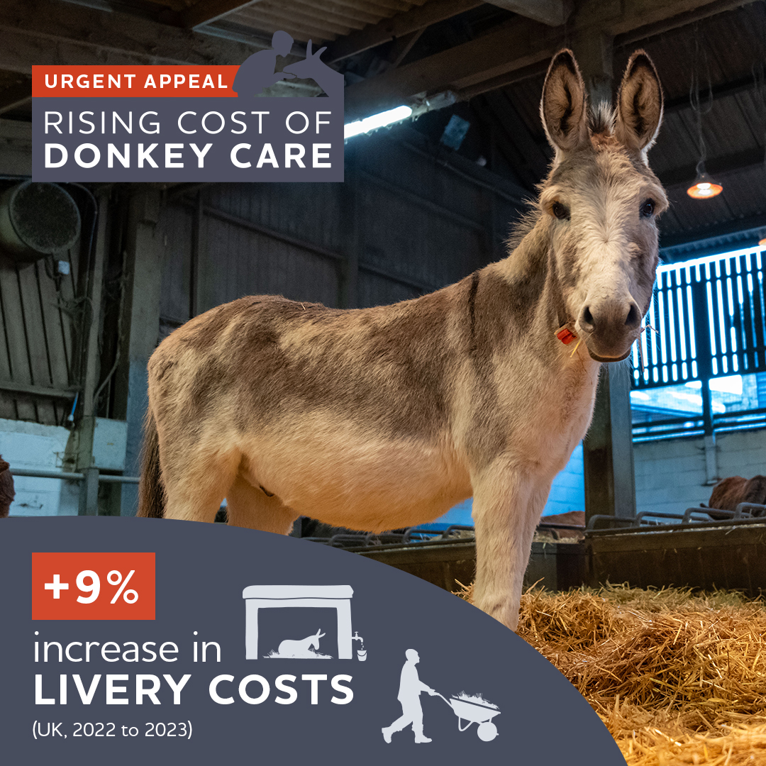 𝗨𝗥𝗚𝗘𝗡𝗧 𝗔𝗣𝗣𝗘𝗔𝗟: We pledge to provide a sanctuary for life, but with the rising cost of daily care, every penny is vital. 🚨 Will you donate to ensure a safe future for donkeys in need? ➡️ bray.news/4agxd26