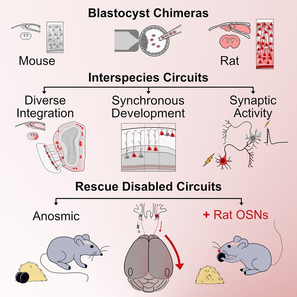 Two research teams successfully regenerate brain neural pathways #inmice using stem cells from rats. 🐀 🧵 @cellcellpress @leo_jwu @kkbaldwin238