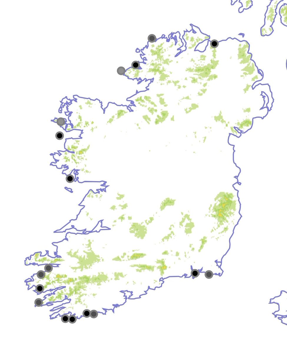 Sea Pea (Lathyrus japonicus) is rare in Ireland, considered 'Vulnerable' to extinction & protected under the Flora Protection Order. A population from West Cork is safely banked in the National Seed Bank at @DBNherbariumOPW @NBGGlasnevinOPW & germinating nicely for me this wk!