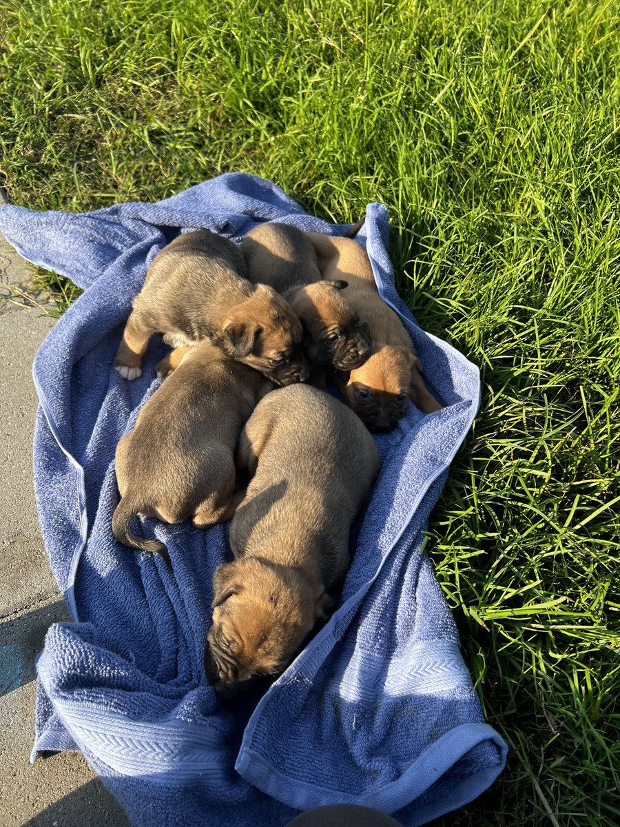 HOUSTON 🙏🏾 My friend found some puppies, belgian malinois mix. If you want one please let me know. They have 5 babies and they’re free ❤️❤️🥹 responsible pet owners only