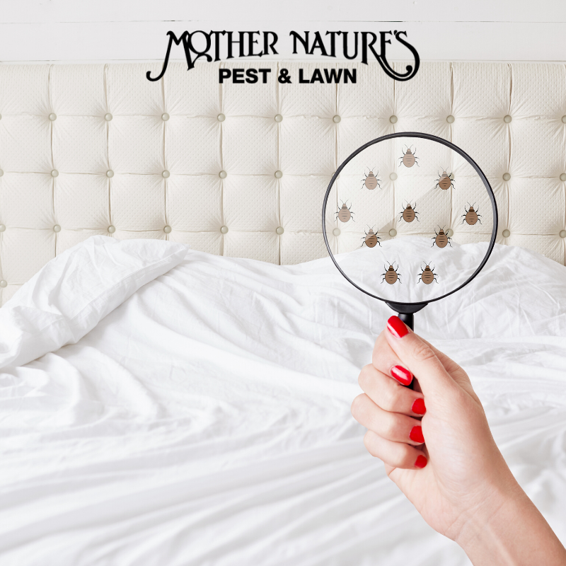 MotherPestOK's tweet image. The telltale signs of bed bugs are red, itchy bites on humans, bloodstains on sheets, bed bug shells, and a musty odor. 🐜 Bed bugs are hard to remove, but Mother Nature&apos;s Pest &amp;amp; Lawn knows the secret. #okcpestcontrol #bedbugstulsa