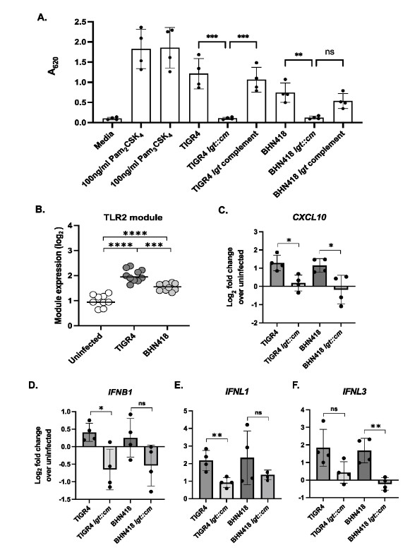 Researchers demonstrate a role for pneumococcal surface lipoproteins in triggering epithelial inflammation and augmenting interferon signaling in response to pneumococcal-epithelial interactions. Learn more in #IAIJournal: asm.social/1PB