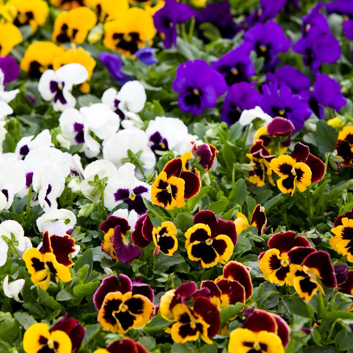 Mother Nature can’t make up her mind about what Minnesota should be in these early spring months. However, pansies are a sure sign that warmer weather is near! Look for pansies in the Floral Department now!🌼