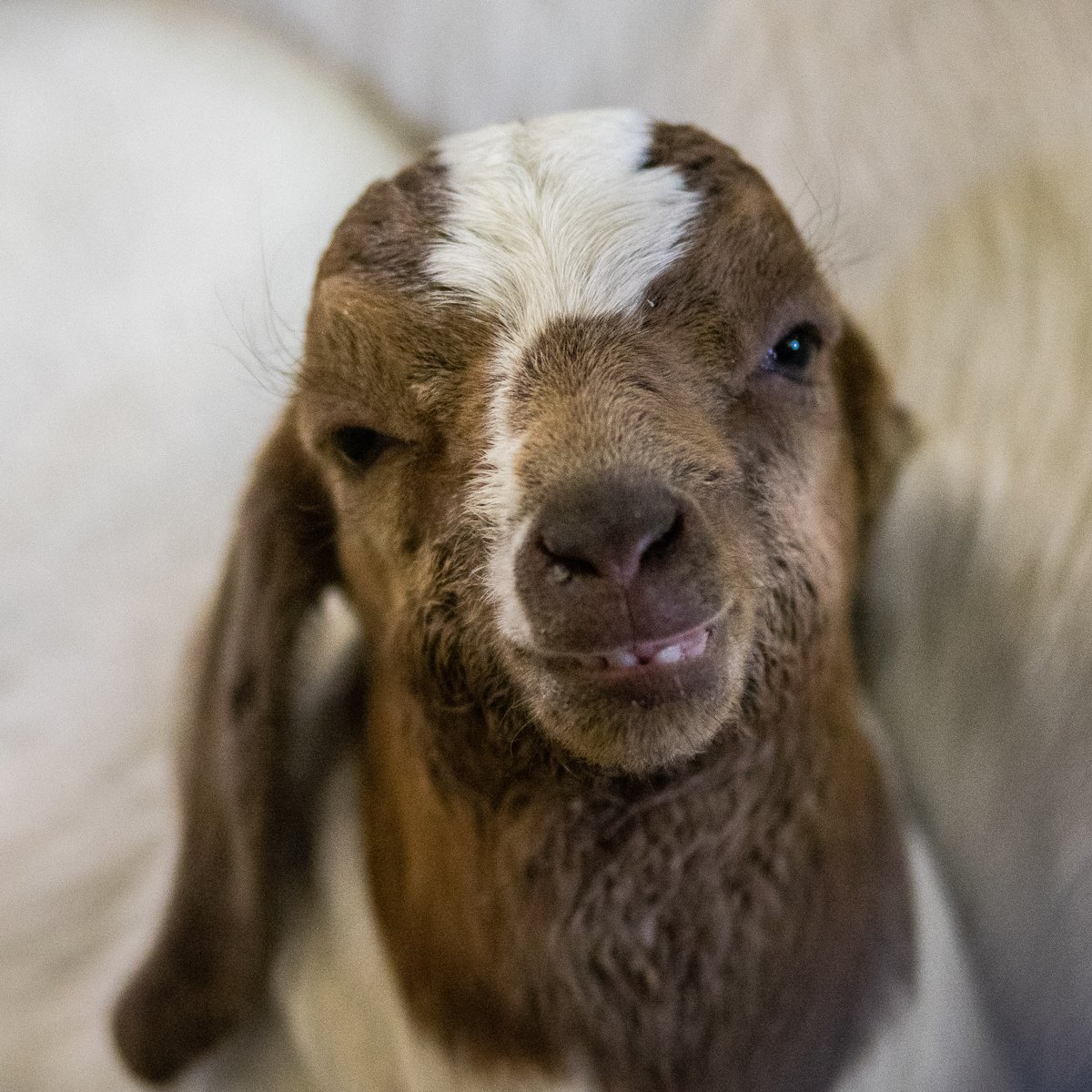 That moment when you realize it’s *almost* the weekend… 🐐❤️🐐 Be sure to stop by the museum to catch some sweet animal smiles! #AgMuseum #FarmLife #goats