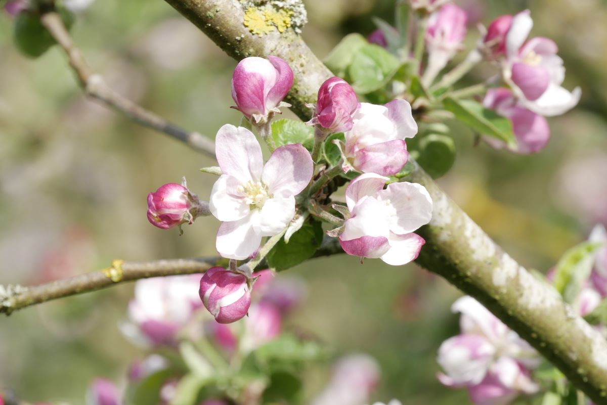 Who can name this blossom?

We'll even give you a clue - the fruit from this tree is a staple of classic British desserts.

Photo: Emma Weston