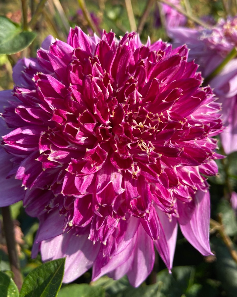 Ooh-la Dahlia 😍 We're head-over-heels for every kind of summer flowering bulb, but Dahlias have a special place in our hearts 🩷​ Shop dazzling Dahlias and more beautiful bulbs in-store and online now: brnw.ch/21wJbf8 Variety shown: Dahlia Mambo