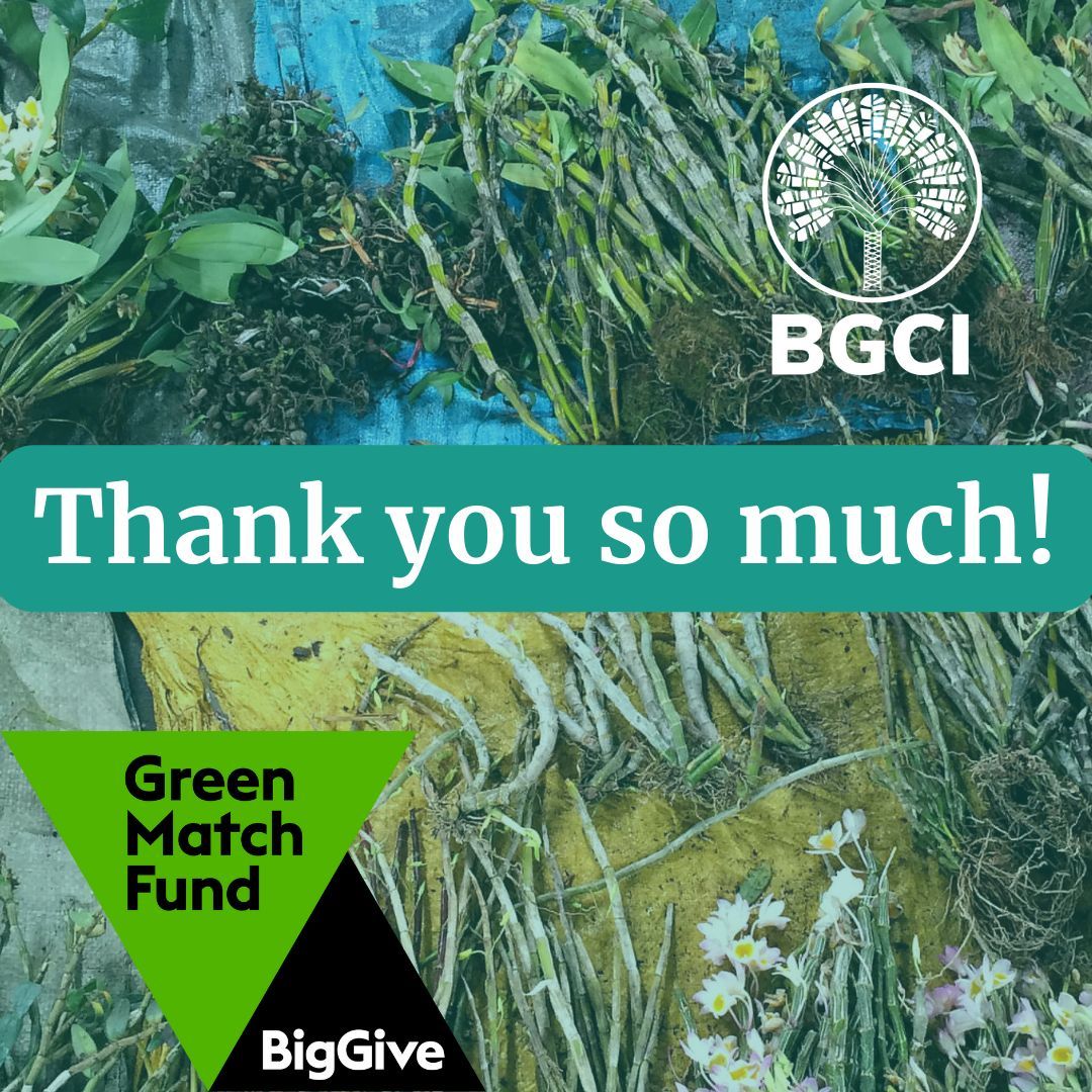 Thank you so much to everyone who donated to our BigGive #GreenMatchFund campaign – with your help we raised an incredible £20,500! buff.ly/43LBJTP #KnowWhatYouGrow #PlantDefence #GlobalConservationNetwork