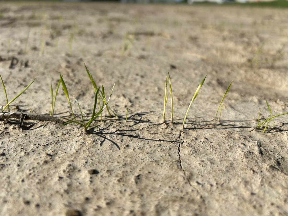 🌾Update on our seed treatment trial: While we didn't observe any signs of Rhizoctonia in the plants, we did notice some herbicide injury. Thankfully, our plants are bouncing back quickly and on their way to full recovery! 🌱 #ARrice @Arkansas_Rice @ArkAgResearch