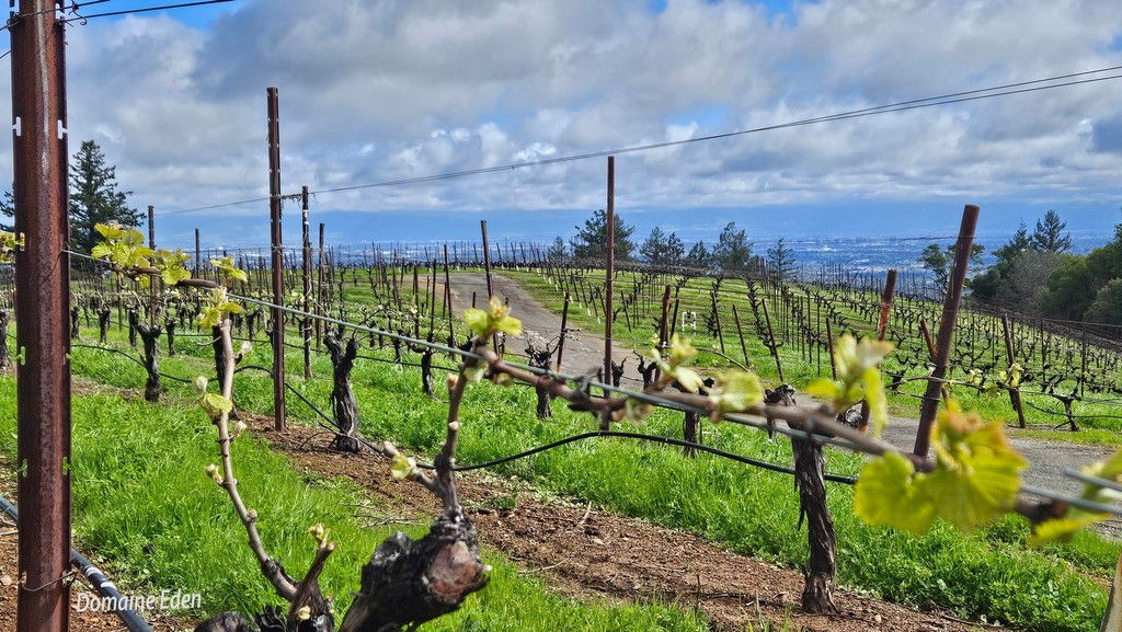 Bud break in the Santa Cruz Mountains is in full swing, and we couldn't be more exhilarated by nature's colorful masterpiece.🌱🍇 Get ready to witness the birth of a new vintage, as our vineyards come to life. Photo Credit: @DomaineEden, @vascm