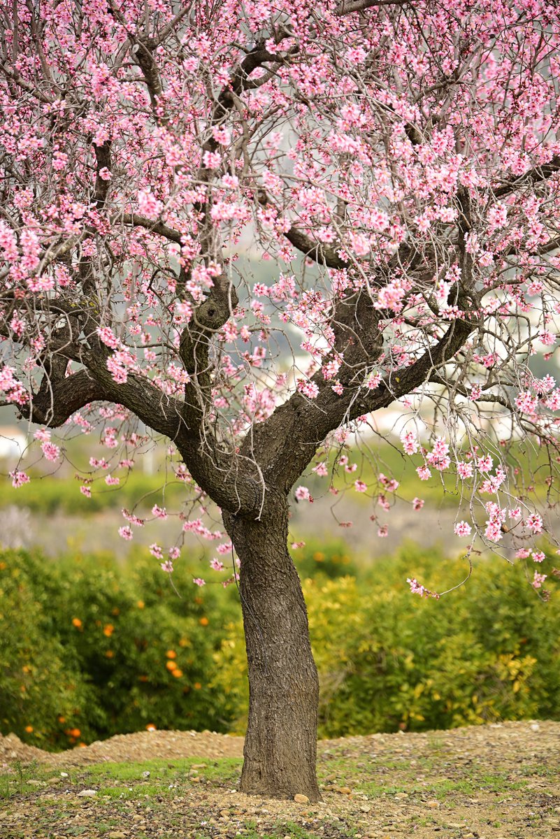 La primavera ha venido 
nadie sabe cómo ha sido. 
Ha despertado la rama 
y el almendro ha florecido . . .

~ Antonio Machado, “La primavera”

·

© José Tortosa Sarrió