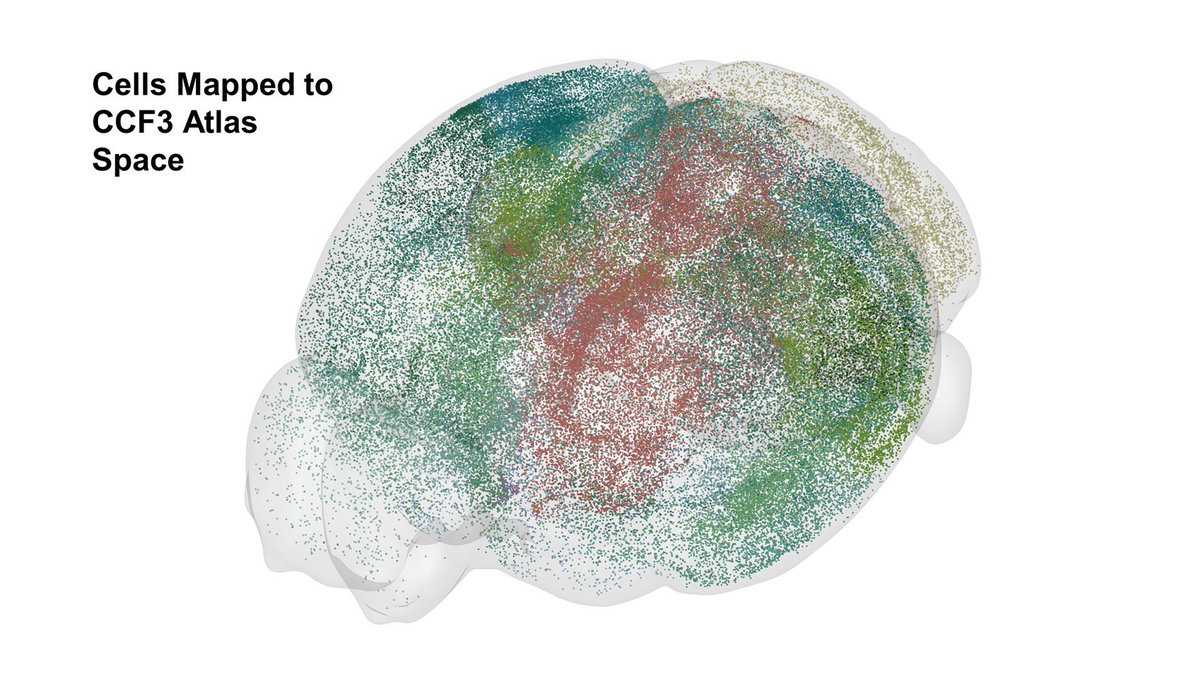 Discover the story behind DELiVR, our VR-empowered deep learning pipeline! Our research briefing not only summarizes the paper, but also unveils the creative journey. Access it freely here: rdcu.be/dFw3g @Rami96614090 @moritz_negwer @jocpae @BerrielDiaz @erturklab