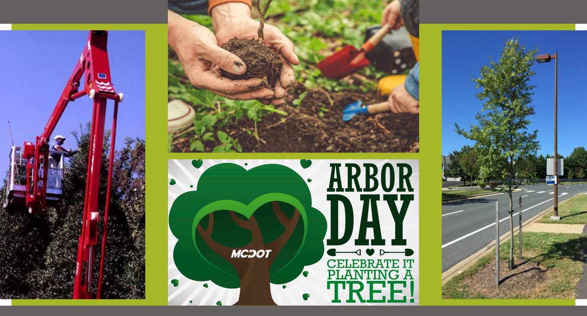 ❓#DidYouKnow❓#MontgomeryCountyMD residents can request a #tree🌳be planted in the right-of-way anywhere in @MontgomeryCoMD ? ⭐️The request can be made online🖥️here ▶️tinyurl.com/2pe989hp #ArborDay @MyGreenMC #plantatree #EarthMonth #trees #arborist @arborday