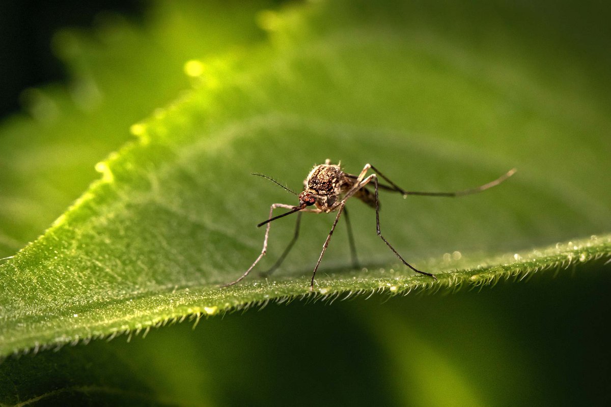 🦟 Si certaines espèces de moustiques peuvent être vecteurs de maladies graves ou mortelles comme le #paludisme, il est aussi utile à l’écosystème terrestre ! 

Mais alors, peut-on cohabiter avec le #moustique ? 👉 bit.ly/3QkQCqC

#JournéeMondialeDuPaludisme