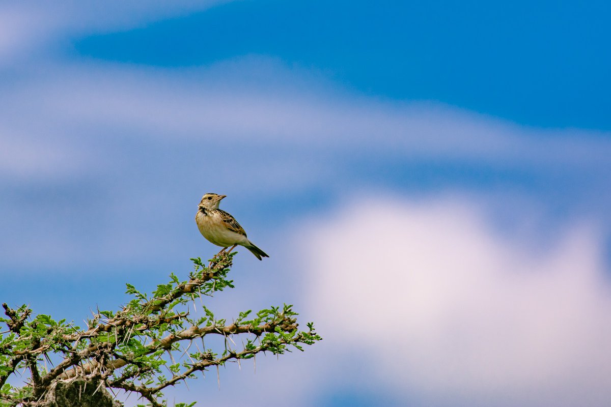 Rufous-naped lark | Just don’t focus on the subject, keep an eye on the background too | Olare Motorogi | Kenya
.
.
#masaimara #BirdWatching #rufousnapedlark #jawsafrica #africatravel #bownaankamal #olaremotorogi #birding #discoverychannelin #jawsafrica #biologyislife