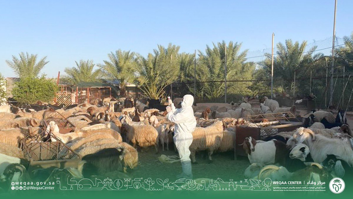 WeqaaCenter's tweet photo. #وقاء_حائل يبدأ بتحصين أكثر من نصف مليون رأس ماشية ضمن الحملة الأولى لتحصين المواشي ضد مرض #الحمى_القلاعية لعام 2024م وذلك ضمن الحملات الوطنية الدورية لمكافحة مرض الحمى القلاعية للأبقار والأغنام والماعز. https://t.co/jvVUQvpZ4u