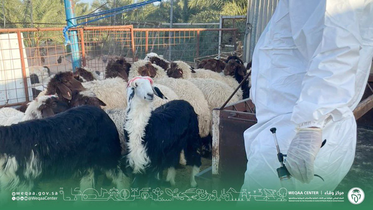 WeqaaCenter's tweet photo. #وقاء_حائل يبدأ بتحصين أكثر من نصف مليون رأس ماشية ضمن الحملة الأولى لتحصين المواشي ضد مرض #الحمى_القلاعية لعام 2024م وذلك ضمن الحملات الوطنية الدورية لمكافحة مرض الحمى القلاعية للأبقار والأغنام والماعز. https://t.co/jvVUQvpZ4u