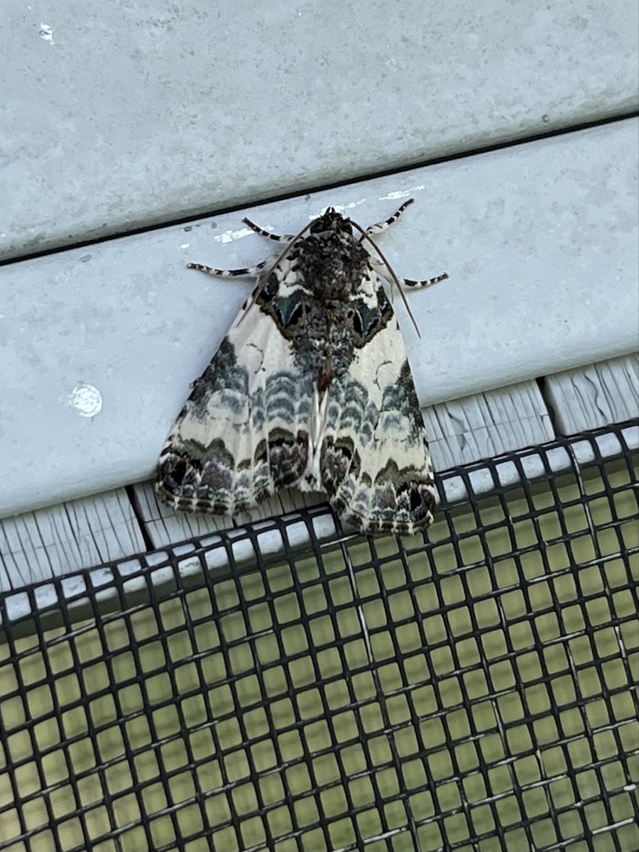 Found this moth in our kitchen over the weekend. Ended up scooping it into a cup & putting it outside!

It’s called a tufted bird-dropping moth😅seems pretty accurate! #InsectThursday