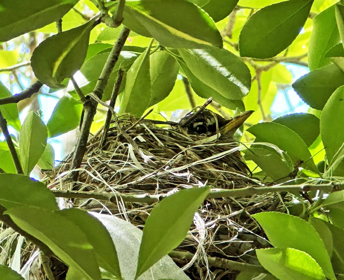 This morning in the St. Vartan Park garden, we checked in on this robin's nest. For the second straight spring, we've been teaching garden visitors from a respectful distance about the stages from robin's nest creation through the full fledgling stage. #birdcpp @BirdCentralPark