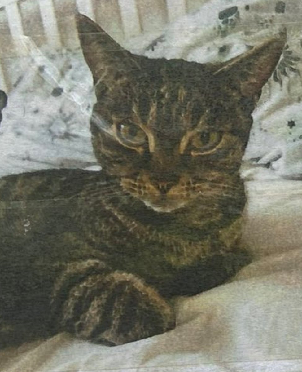 🐱 Nervous house cat BABETTE (BABS) escaped her home & was last seen 19 April 2024 West end nr Woodlark Pub #Derby She is a tabby with distinctive spotty markings. Please keep eyes open for her, she is scared & unlikely to find her way home-please contact asap if seen @90_lottie