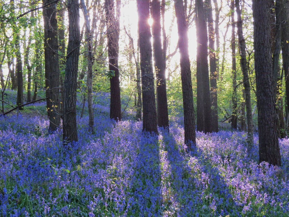 Sunlit bluebells yesterday in Hartshill Hayes with the tree shadows too!
@StormHour @ThePhotoHour #loveukweather