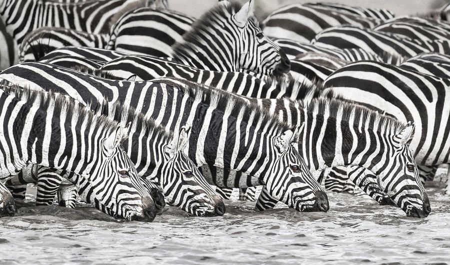 Four Zebras at the Waterhole Tanzania! buff.ly/3wT3xcJ #zebras #tanzania #africa #waterhole #pond #lake #wildlife #wildlifephotography #AYearForArt #BuyIntoArt #giftideas @joancarroll