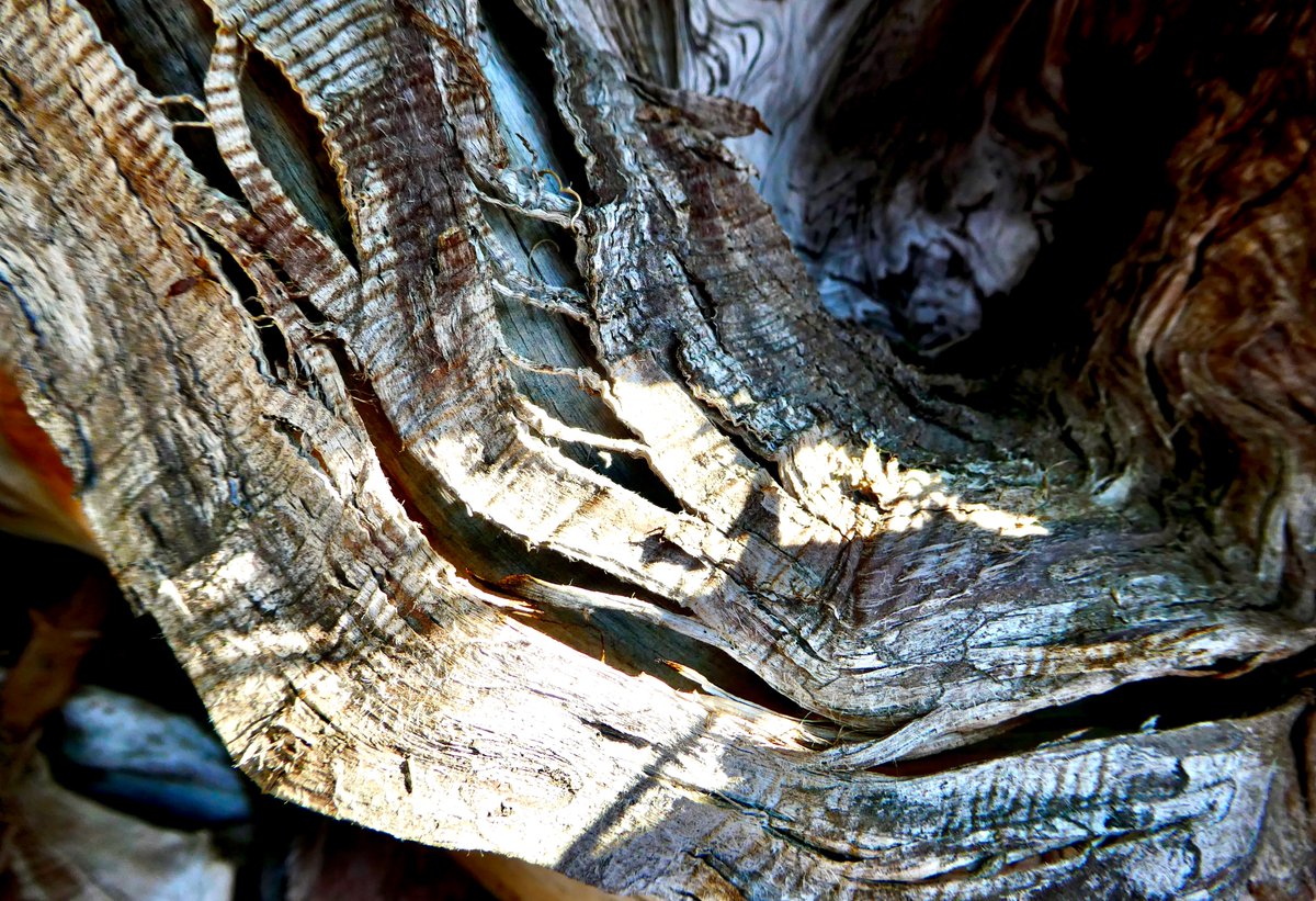 Old #bark stripping away from a fallen tree, those leaf-shaped openings, the light falling so lazily across it. #colour #tree This was on the shoreline, somewhere near Kaslo.  #kootenays