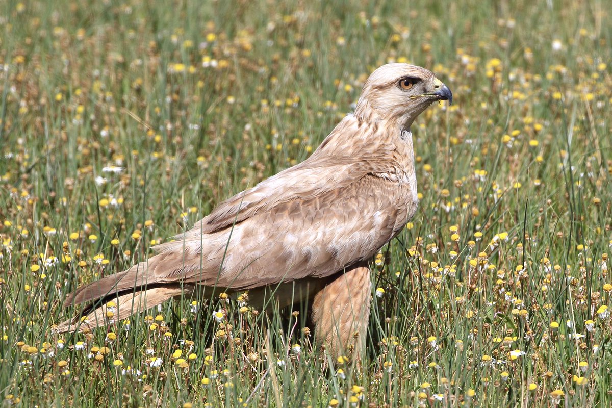 Staying on the raptor theme - probably my top highlight from Tunisia in early April was outrageous views of this pale-morph Atlas long-legged buzzard (B.r. cirtensis) which landed by the car on the approach road to Lake Ichkeul. A stunning bird in breathtaking surroundings 🙌☀️