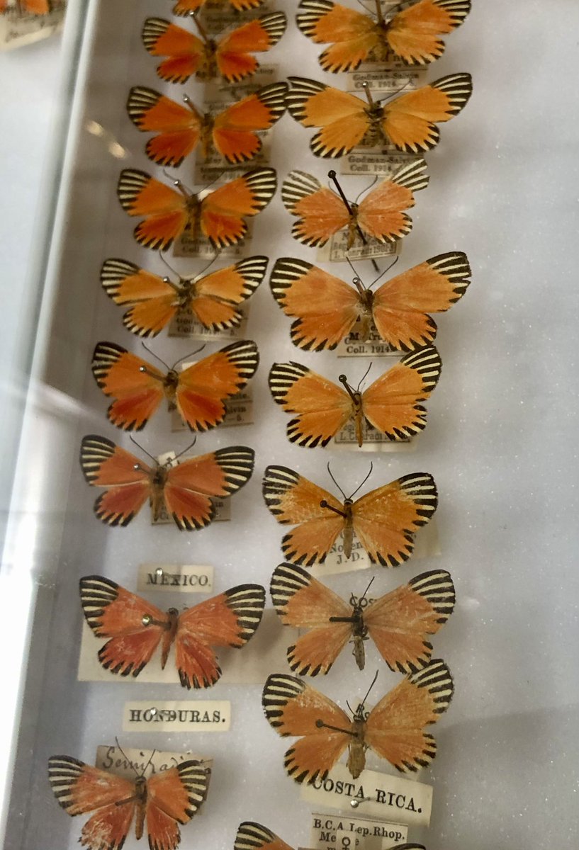 Fascinating discussions and stunning butterflies at the Natural History Museum today. Many thanks to @DrButterflyH for the butterfly tour!