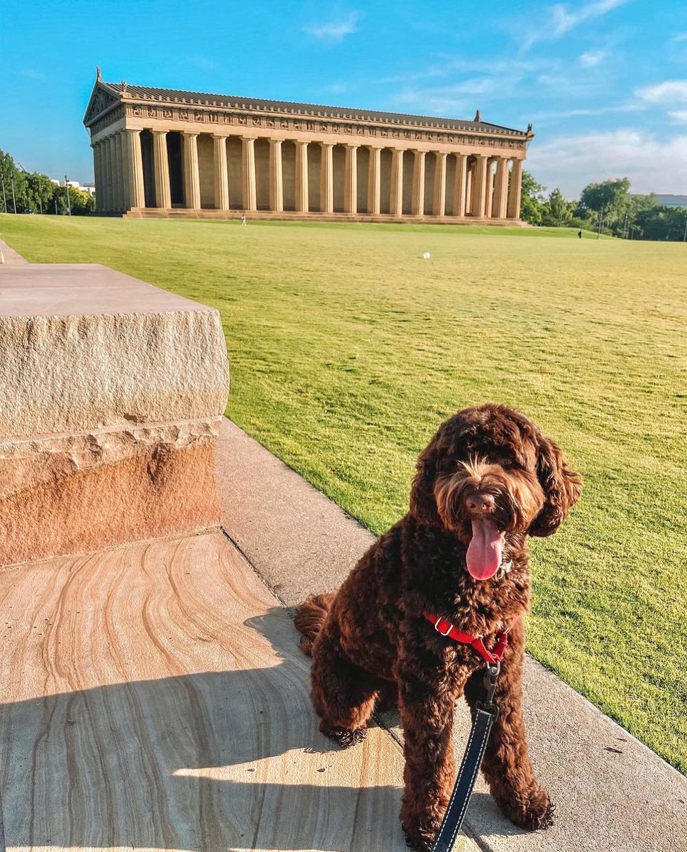 Don't mind us, we're just pawsing to take in the gorgeous views at The @NashParthenon! 😉 🐾 📸: @dogfriendlynash visitmusiccity.com/dog-friendly-n…