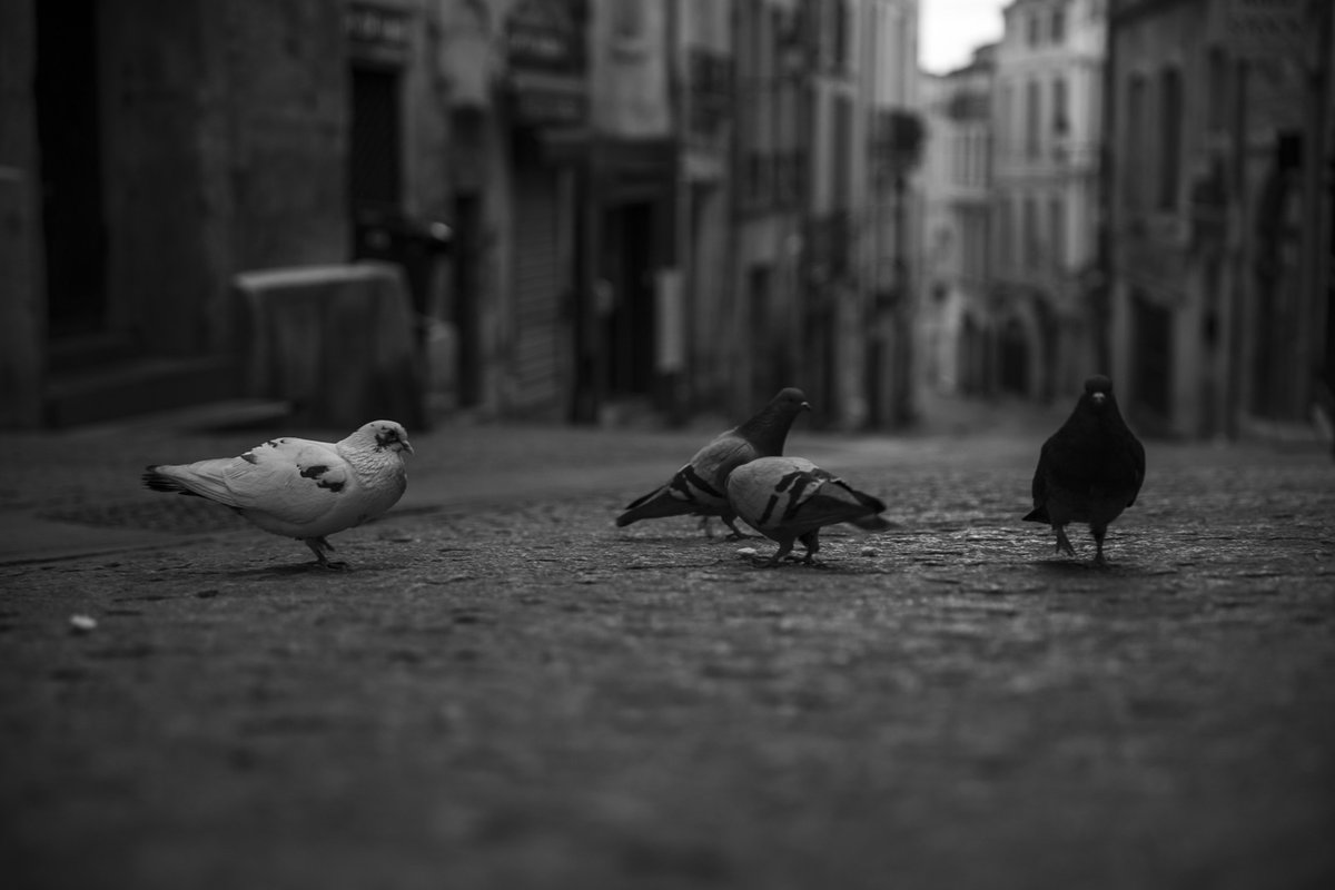 📷Rue de l'Université, Montpellier☁️

#photo #jeudiphoto #photography #street #cityscape #birds #noiretblanc #blackandwhite