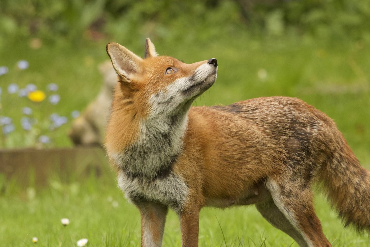 #FoxOfTheDay @ChrisGPackham @IoloWilliams2  . In the garden today walsall.