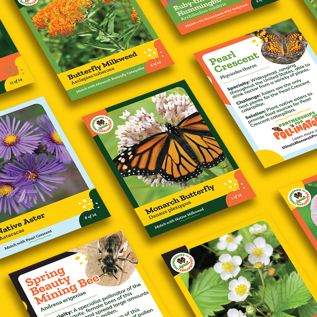 ✨ Introducing Pollinator Patrol Cards ✨ 

More info here--> instagram.com/p/C6MVeyEu-V-/

#NativePlants #Pollinators #PledgePlantPost #ILMonarchProject #MonarchButterfly #SaveTheMonarch #TogetherWeThrive #CollectThemAll