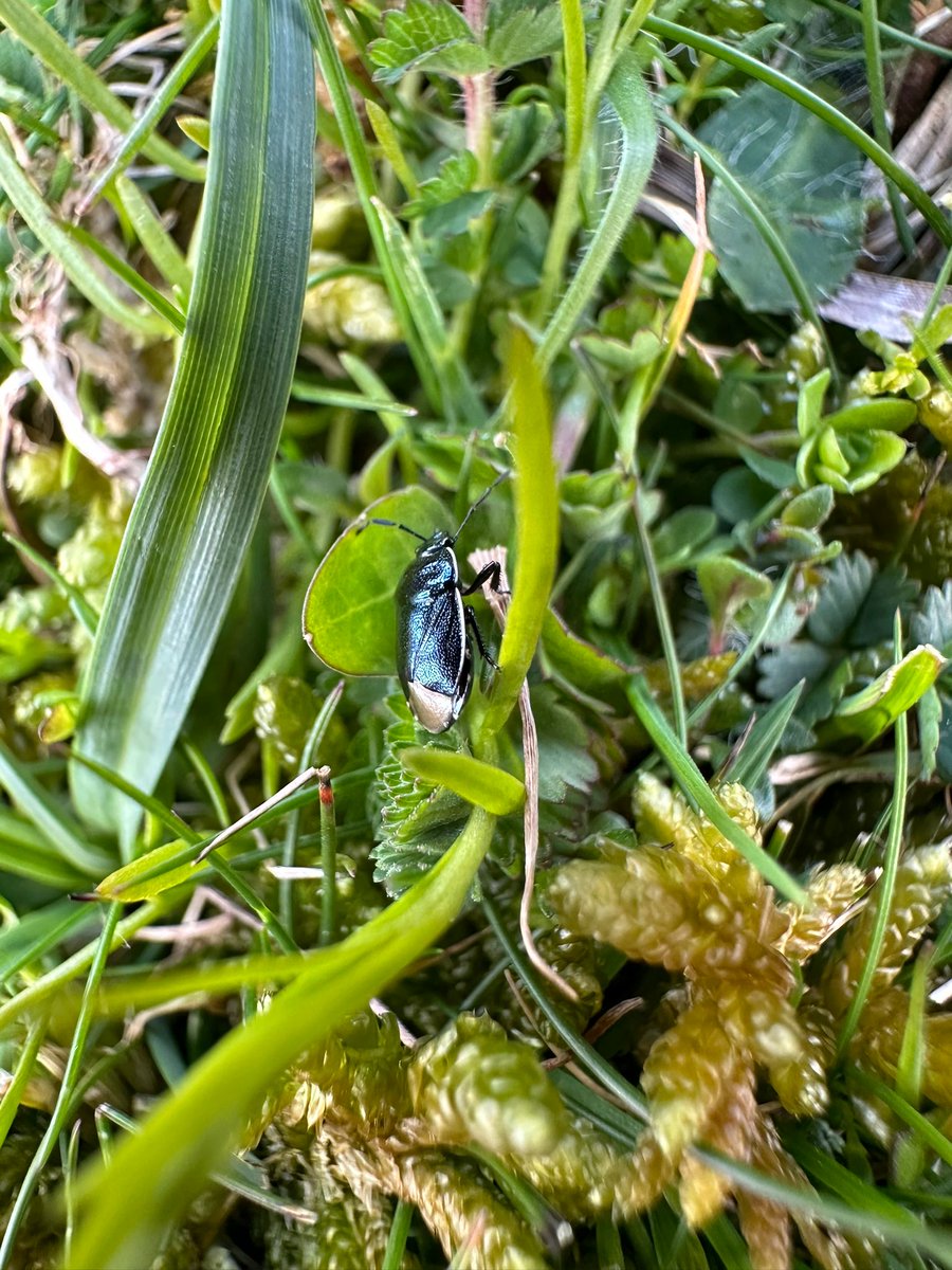 One of our eagle-eyed volunteers spotted this bug on Southwick Hill. Turns out it is a rare Down Sheildbug (Canthophorus impressus) Boy were we impressed! It is only the 14th record in Sussex in 120 years🎉😍 Together we are #changingchalk with @HeritageFundUK @TheLinburyTrust