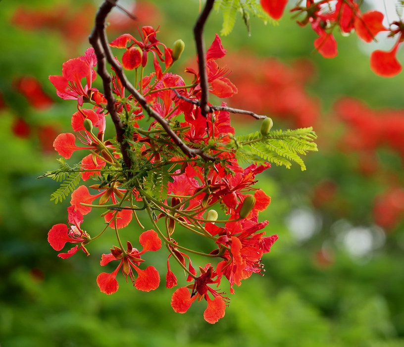 সিঁদুর রঙে রঙিন প্রকৃতি