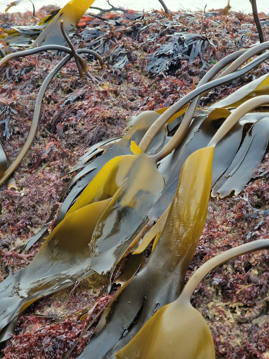 NEW Sea Rewilding Project 💚 @HastingsKelpPro reintroducing kelp seaweed along the UK southern coast with the aim to provide essential habitats, coastal resilience against flooding and carbon drawdown! Find out more: hastingskelpproject.co.uk