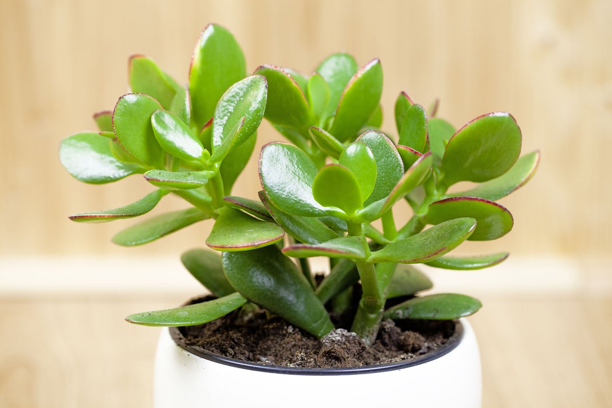 The Jade plant gives off nourishing “chi” the positive energy and attracts wealth and prosperity.
Great plant for your home!
#tiktok #Like #Love #foryou #luck #goodfortune #abundance #energy #higherhealing